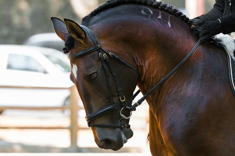 horse-contest-head-dressage-key-to-study